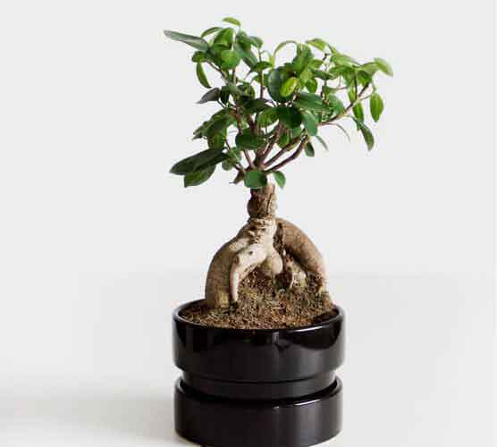 呼叫软件天天呼